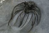 Rare, Spiny Heliopeltis Trilobite - Issoumour, Morocco #345189-4